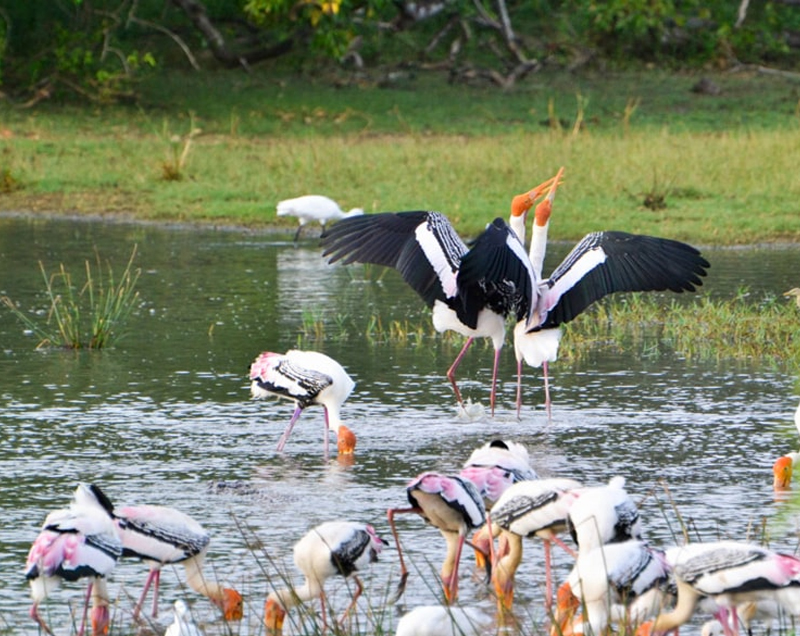 Things to do in Yala