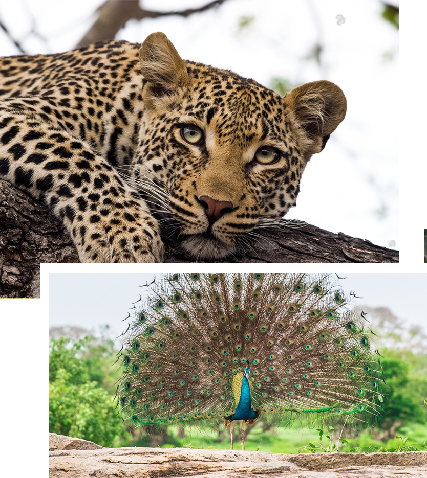 Things to do in Yala