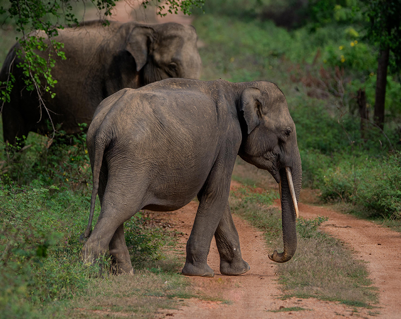 Things to do in Yala
