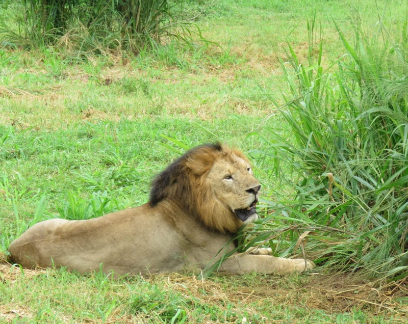 Things to do in Yala