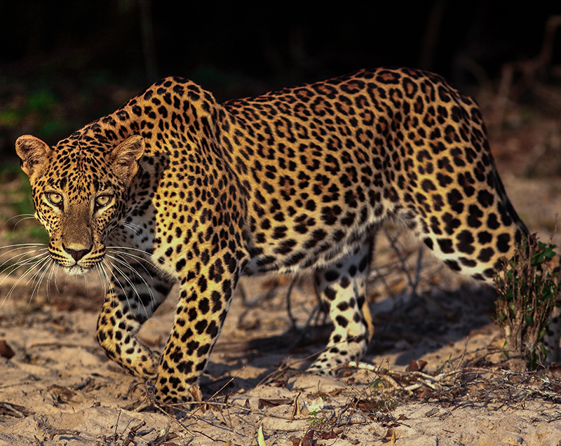 Things to do in Yala